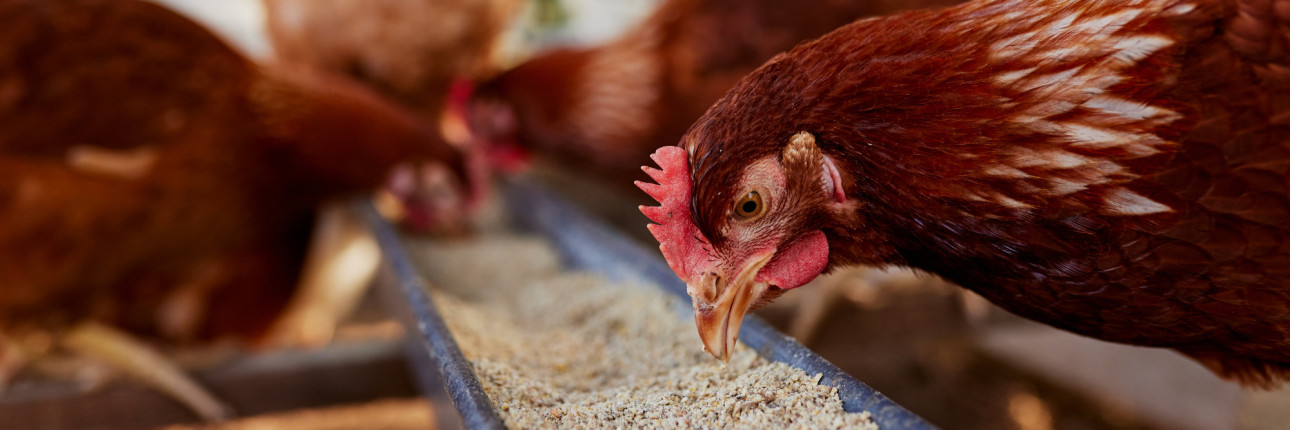 Chovatelské potřeby