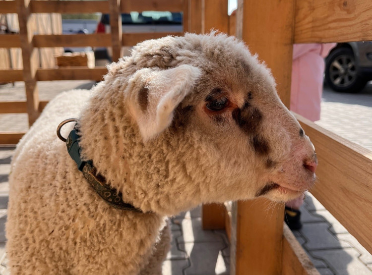 Velikonoční Počapelský jarmark