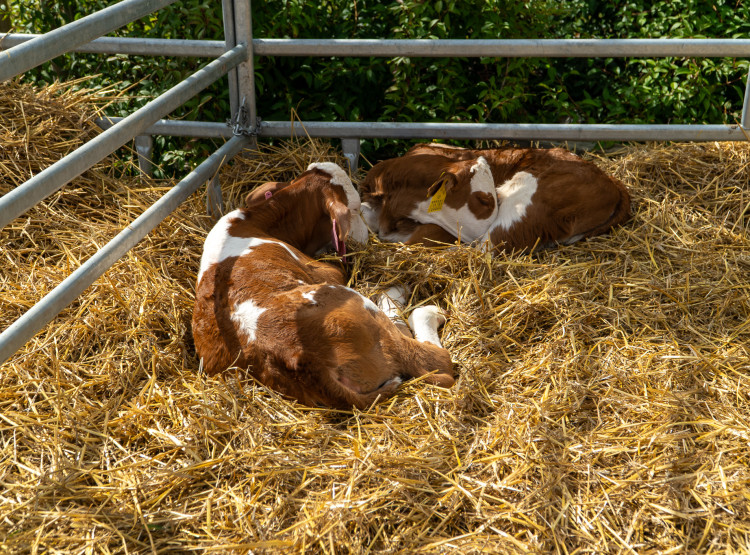 Velikonoční Počapelský jarmark